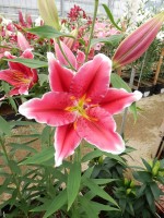 [5308 Metropolitan No02.JPG]